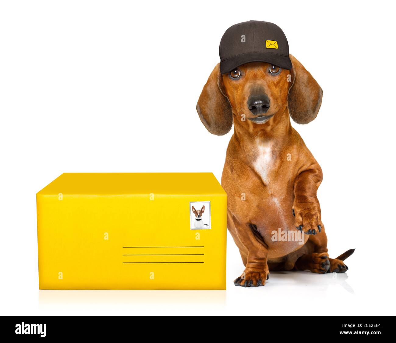 dopo la consegna dachshund salsiccia cane Foto Stock