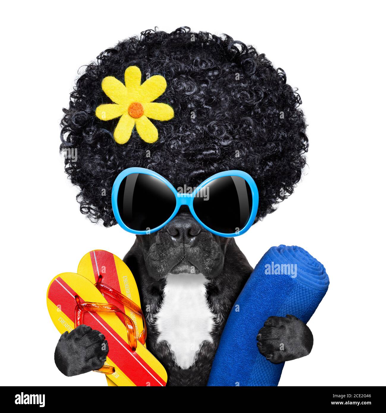 bulldog francese in vacanza Foto Stock