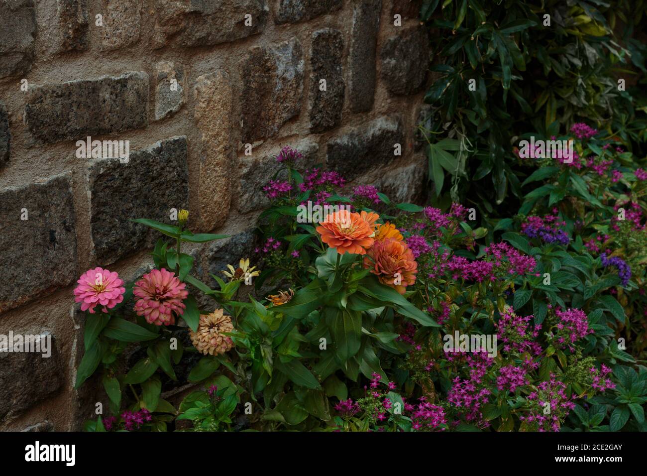 zinnie arancioni, rosa e gialle che crescono contro un muro di pietra con minuscoli fiori di stella viola sparsi nel verde Foto Stock