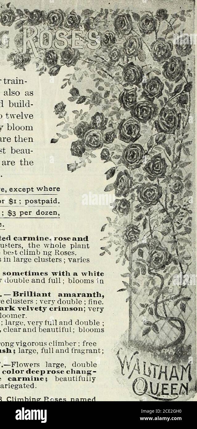 . La nostra nuova guida alla cultura delle rose : tipiche rose di D.&C. dipinte dalla natura . per dozzina, ORGOGLIO DI WASHINGTON CAMPO EXTRA PESANTE COLTIVATO PIANTE DORMIENTI proprie radici, cinque anni di questa grande rosa ardita arrampicata. Hardy ovunque ; produrrà migliaia di fiewers. Il meglio della sua classe. Fiori grandi, pieni, doppi in grappoli immensi. Molto fragrante. 50 cts. Ciascuno; 6 per 2.50 dollari; 4.50 dollari per dozzina, da Express. NEW ENGLISH CLIMBING ROSE, WALTHAM REGINA questa splendida nuova e fiorente arrampicata Rose è stato introdotto dall'Inghilterra, dove ha dato grande soddisfazione. Si ritiene che sia un'acquisizione preziosa Foto Stock