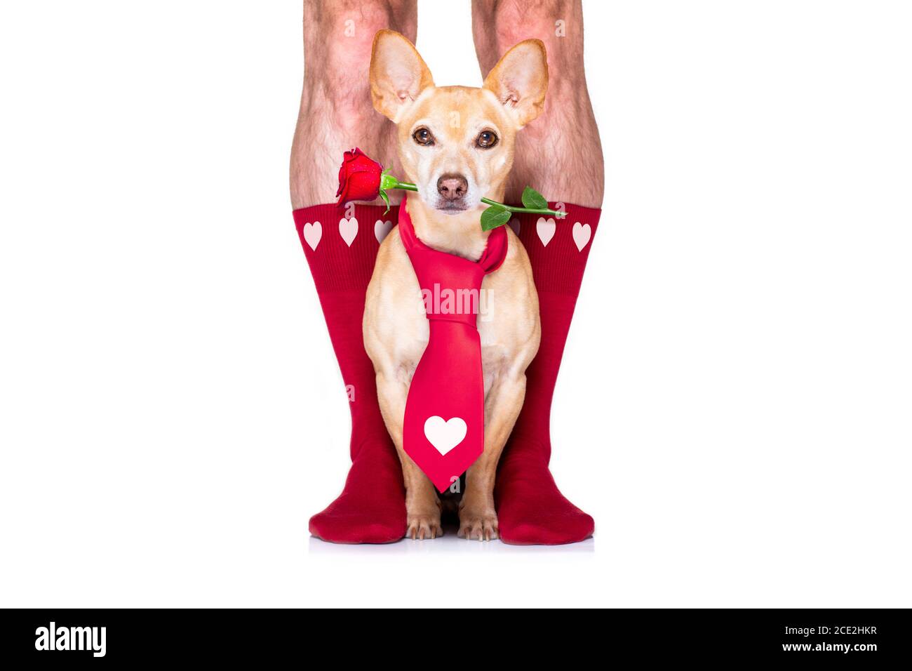 san valentino matrimonio cane innamorato Foto Stock