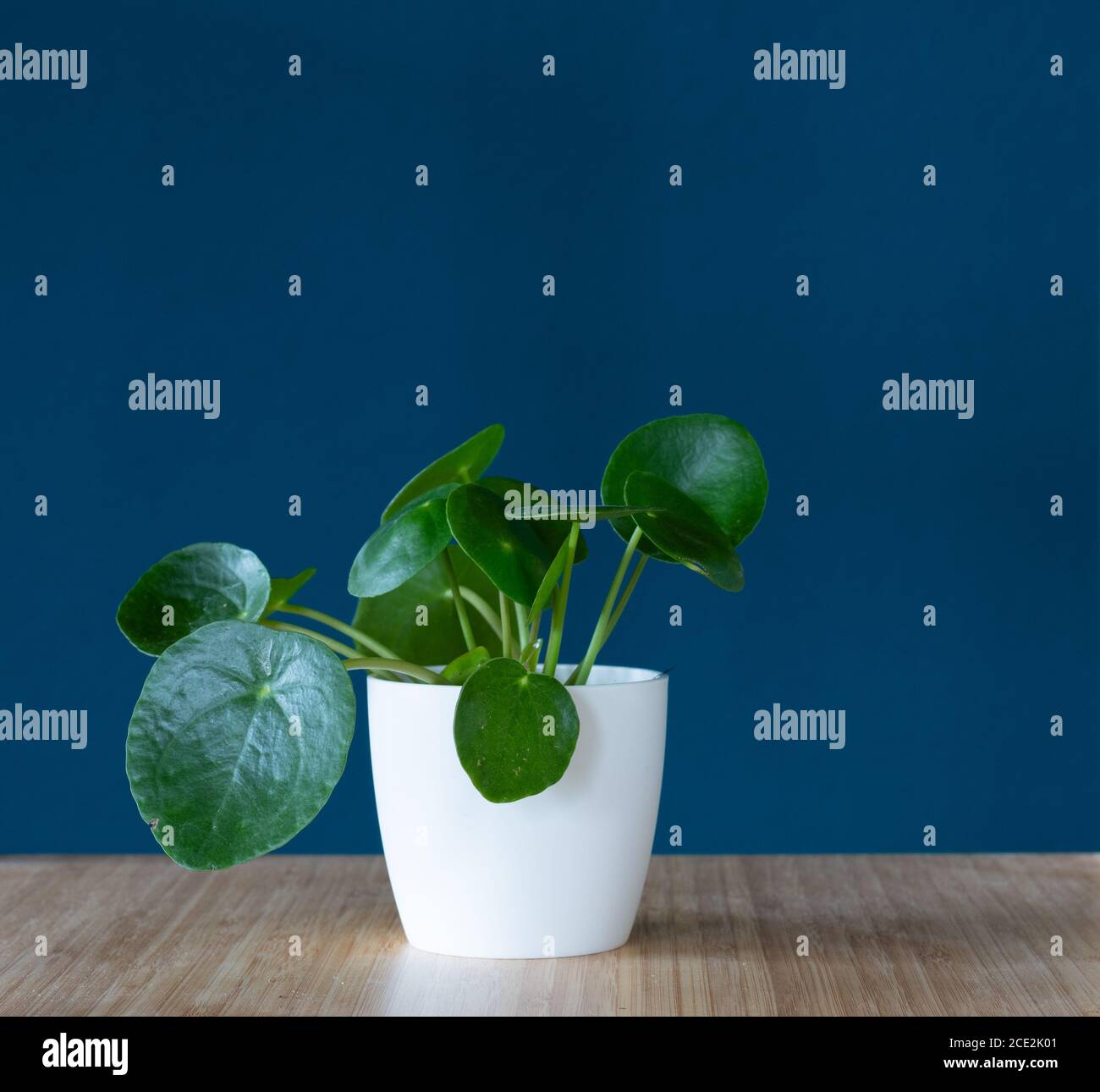 Pilea Peperomioides, la pianta cinese di soldi, o la pianta giovane della pentola del pancake in pentola bianca contro sfondo blu del teal Foto Stock