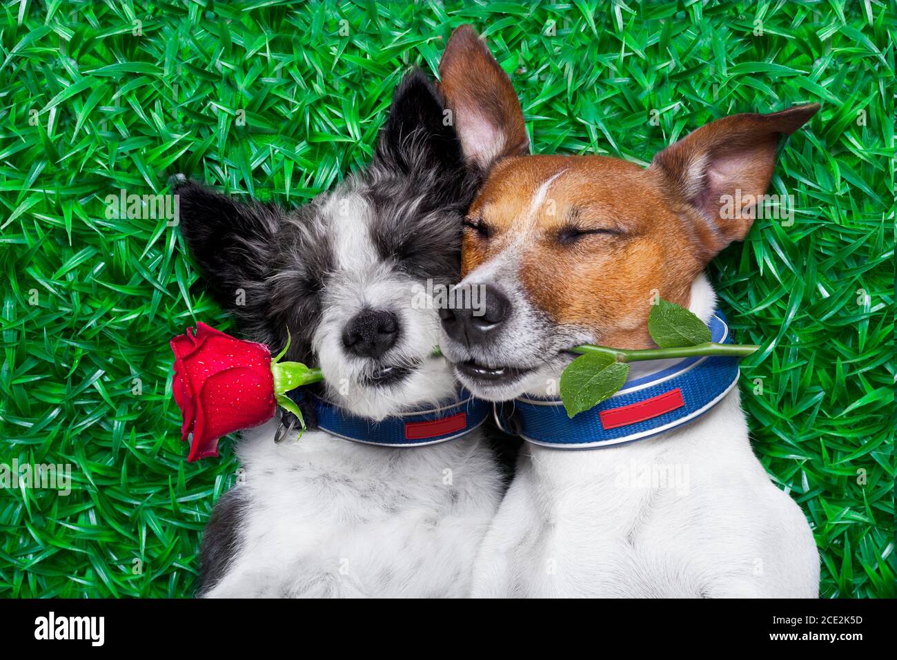 coppia di cani in amore molto vicino insieme sdraiato su erba nel parco con  rosa in bocca Foto stock - Alamy