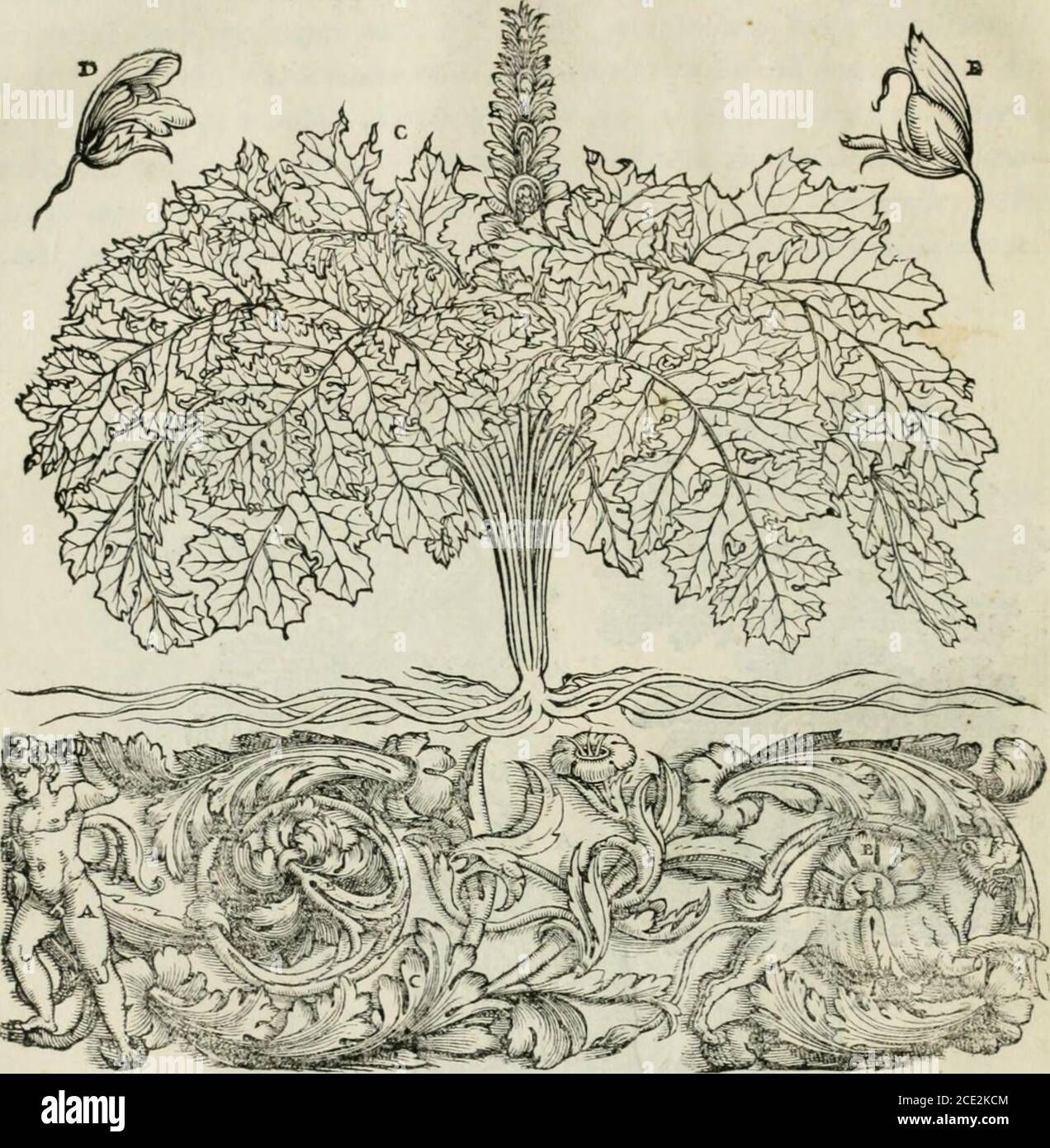 . Della architettvra . 44 LIBRO. IL FINE DEL SECONDO LIBRO. DEL- DELLARCHITETTVRA DI GÌ O VA N A N T O N I O R V S C O N I, Foto Stock