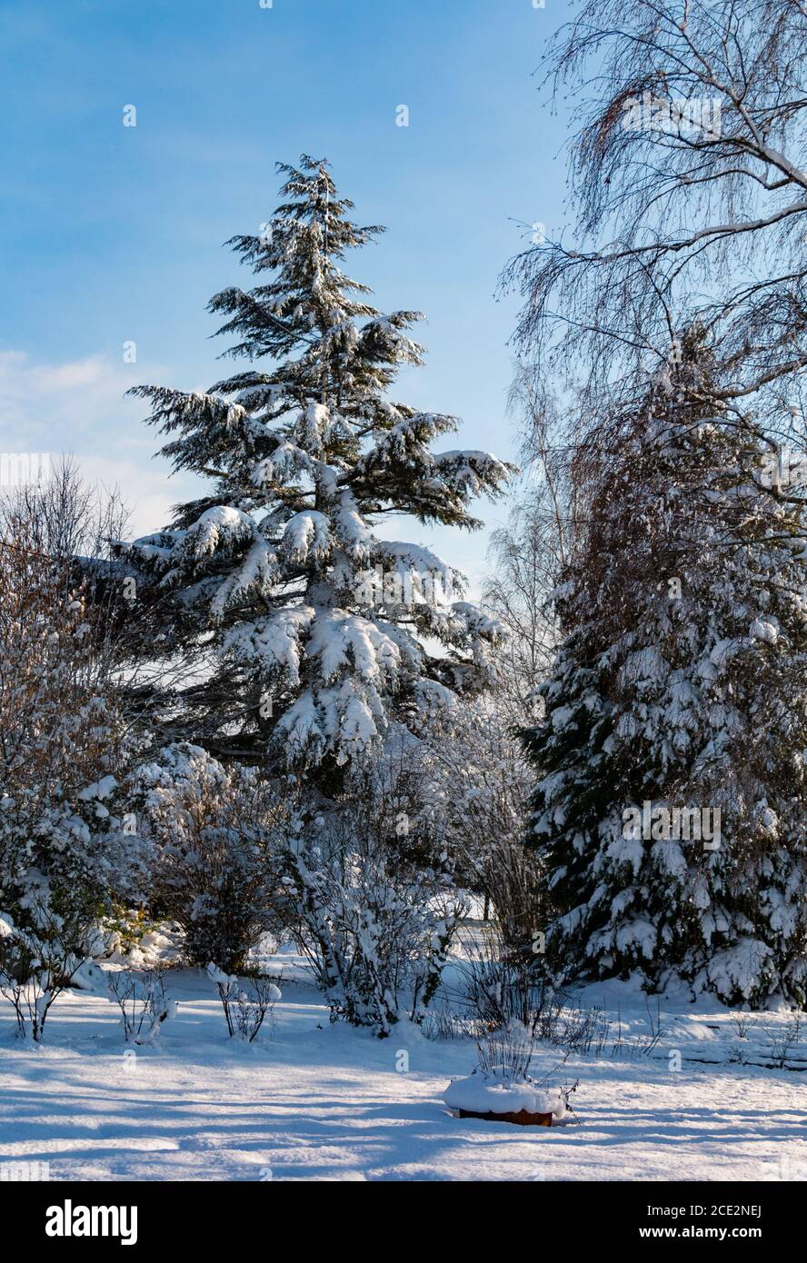 Una foto di un gruppo di pini innevati. Foto Stock