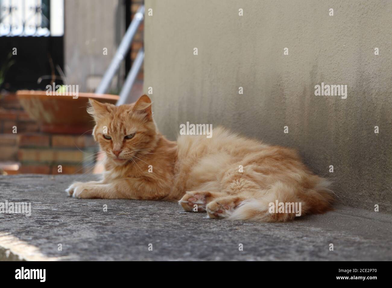 gatto zenzero rilassante in giardino Foto Stock