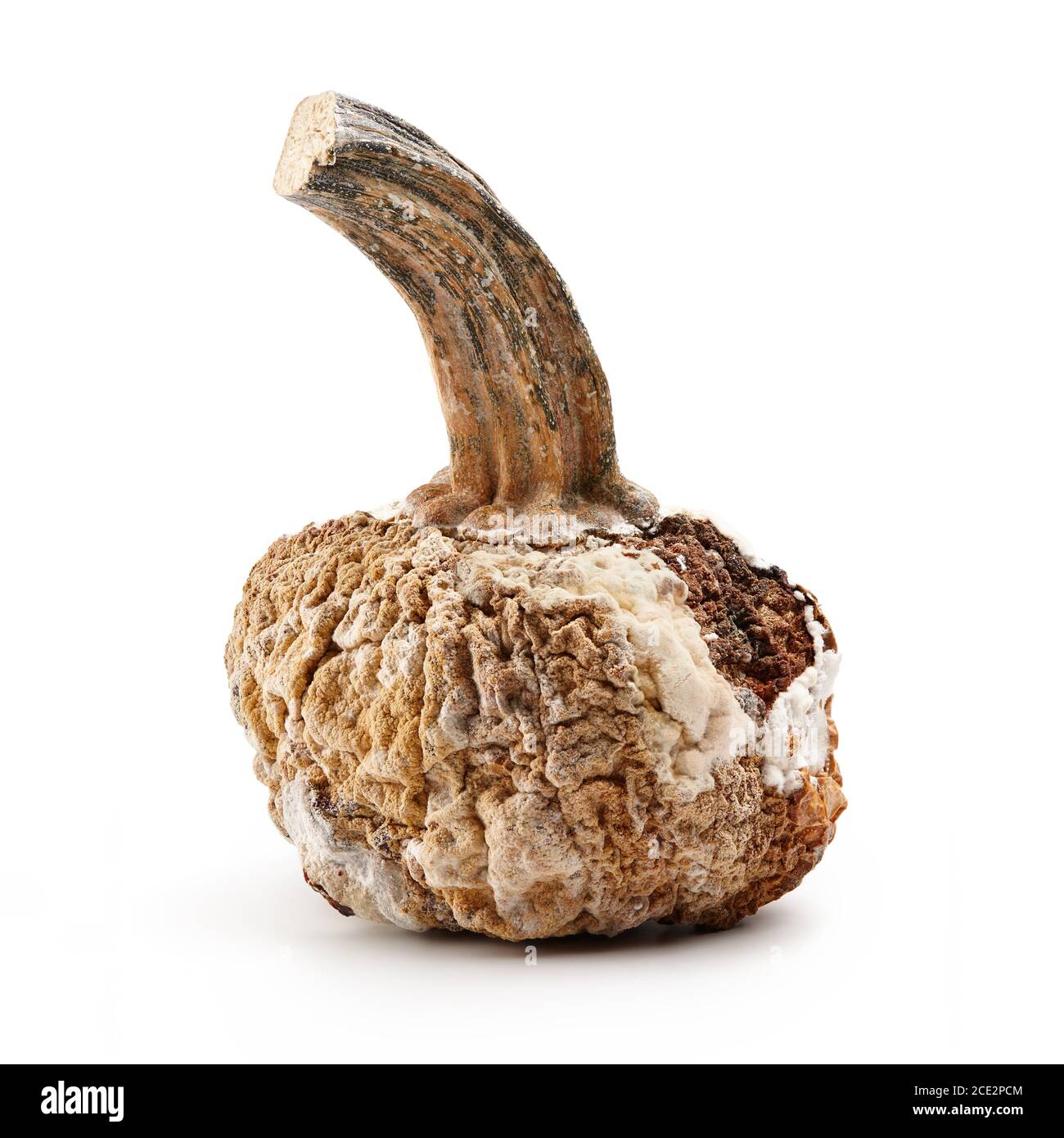 Zucca marcio isolato su sfondo bianco, concetto di Halloween Foto Stock