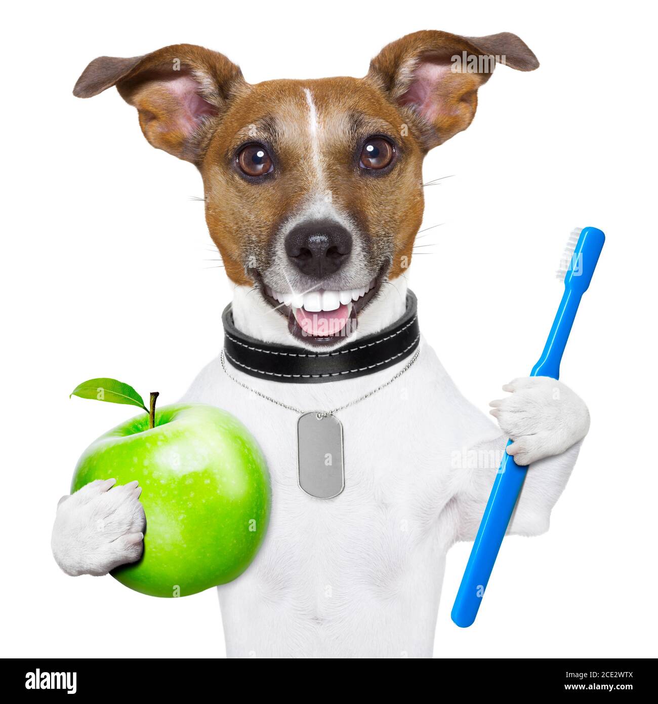 Sorriso perfetto cane Foto Stock