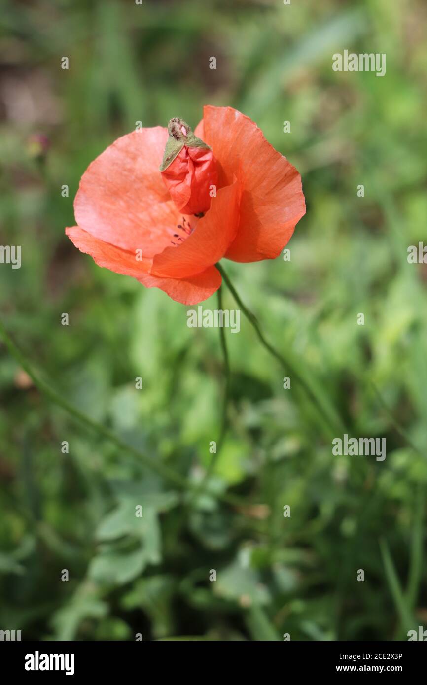 Papaveri rossi in giardino Foto Stock