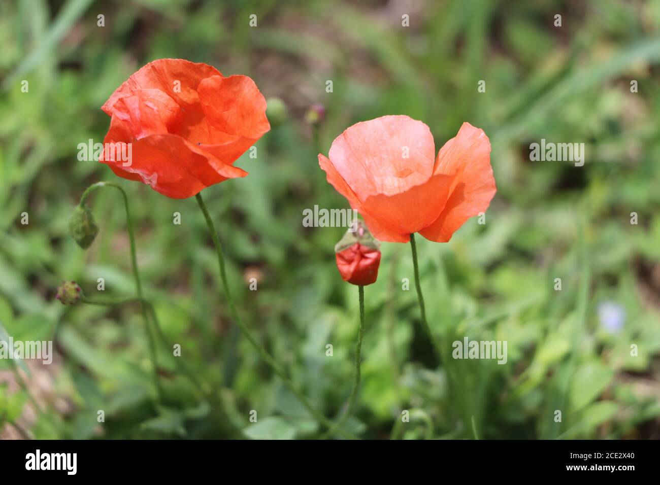 Papaveri rossi in giardino Foto Stock