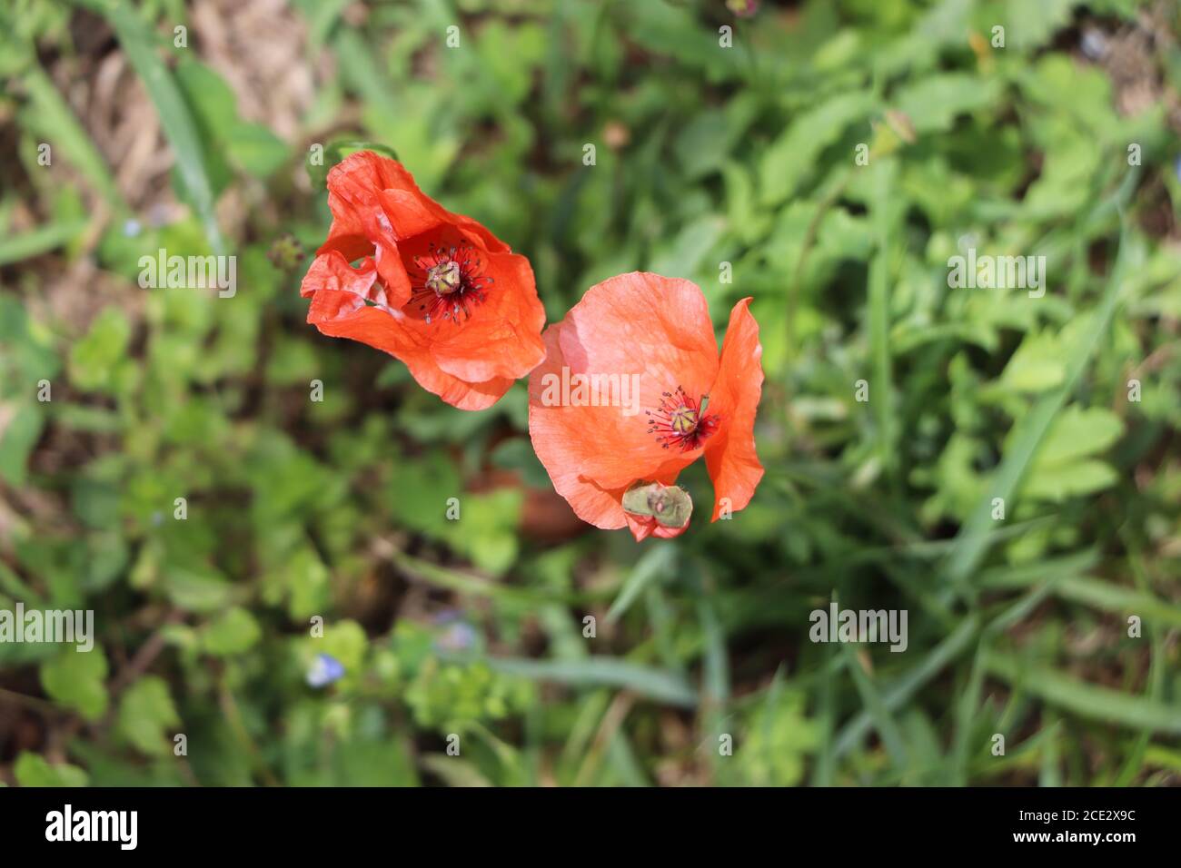 Papaveri rossi in giardino Foto Stock