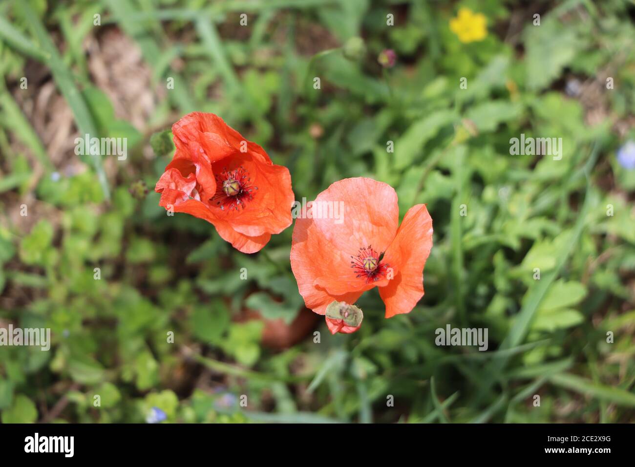 Papaveri rossi in giardino Foto Stock