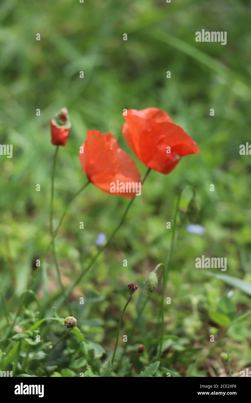 Papaveri rossi in giardino Foto Stock