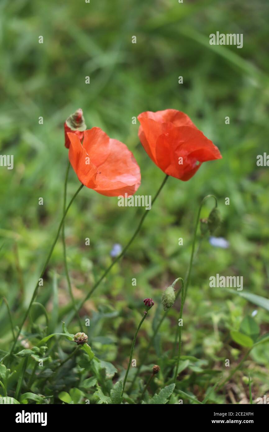 Papaveri rossi in giardino Foto Stock