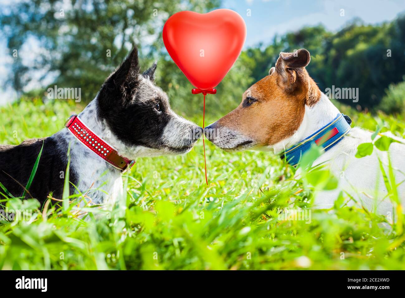 Cani innamorati immagini e fotografie stock ad alta risoluzione - Alamy