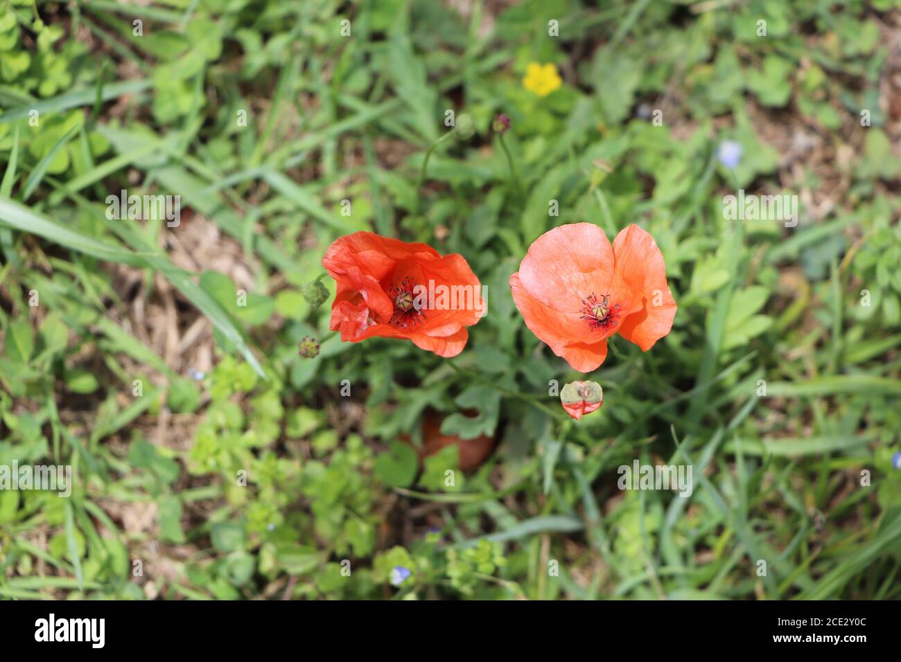 Papaveri rossi in giardino Foto Stock