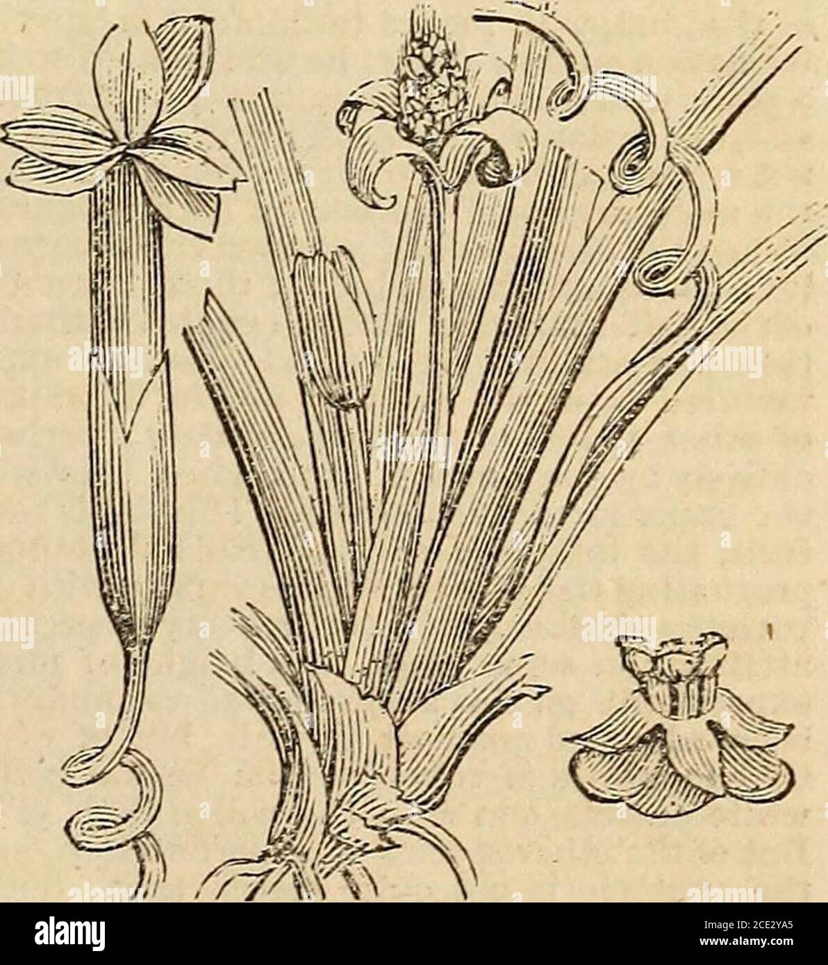 . Un'enciclopedia del giardinaggio; . ng del fiore, eleva i fiori alla superficie dell'acqua, E li lascia per espandersi nell'aria aperta.i fiori di barrene sono prodotti in grandi numeri uponshort stocchi verticali che emettono da una radice differente, fromwhich si staccano circa il tempo di theexpansion del fiore femminile, montandosi su come bolle di littleair, e si espandono improvvisamente quando raggiungono la superficie, dove galleggiano intorno in numeri grandi tra i fiori femminili, e spesso si aggrappano a loro in grappoli in modo da coprirli interamente;così brii che igano i timbri e i pistilli dentro Foto Stock