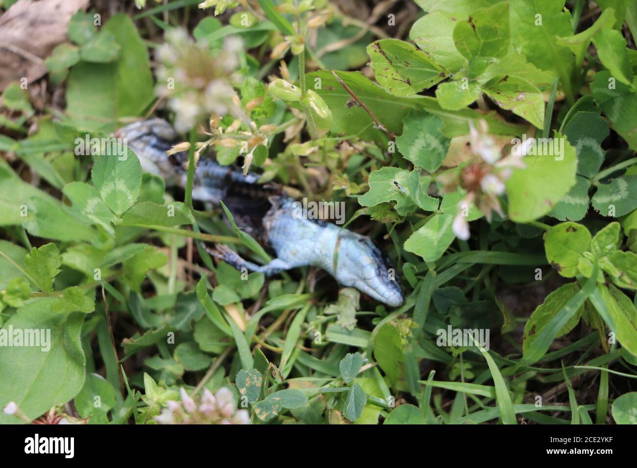 lucertola morta che si decompone nel giardino Foto Stock