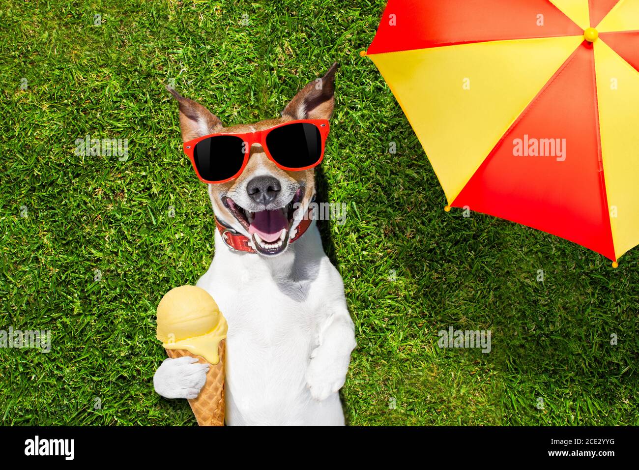 cane con gelato sotto ombrello Foto Stock