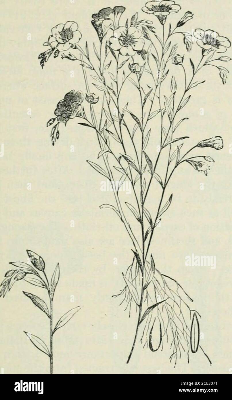 Piante e loro usi; un'introduzione a botanica. Ve. Questo è ...