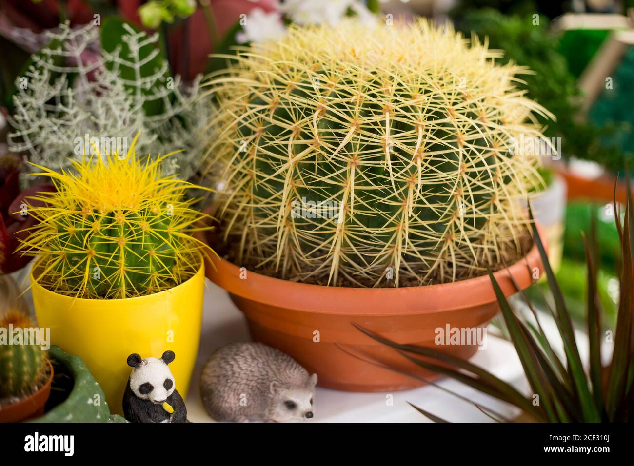 .cactus dorato a botte con lunghe spine gialle in un decorativo pentola Foto Stock