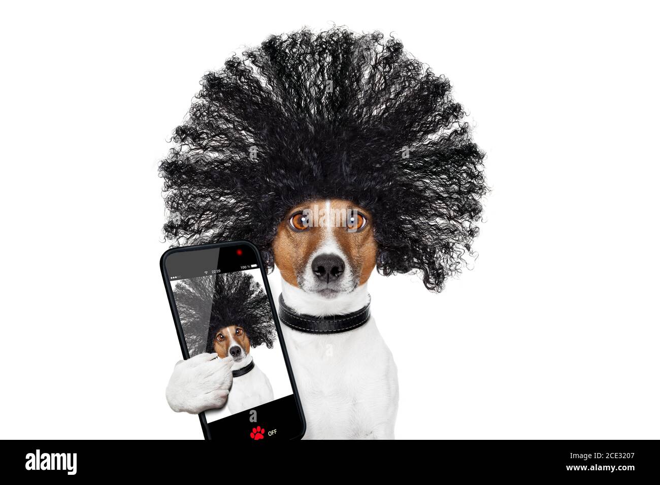 cane di cura presso i parrucchieri Foto Stock