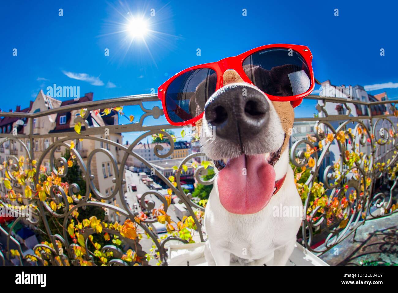 pazzo stupido cane fisheye sguardo Foto Stock