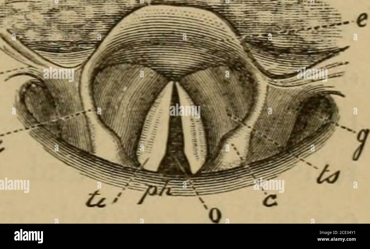 . Un trattato sull'anatomia pratica: Per gli studenti di anatomia e chirurgia. W tessuto elastico; legamenti bicapolari, per le articolazioni crico-tiroidea: Due legamenti crico-aritenoidi capsulari. Questi liga-ments sono molto più spessi posteriormente. I due epiglotticligamenti dalla parte posteriore del corpo del teioide alla superficie anteriore dell'epiglottide sono un planodi fibre elastiche. Il legamento tio-epiglottico è una lunga e stretta fascia di fibre elastiche, che va dalla parte superiore dell'epiglottide alla superficie interna della tiroidcartilagine vicino alla linea mediana. Il giosso-epiglotticfolds, f Foto Stock