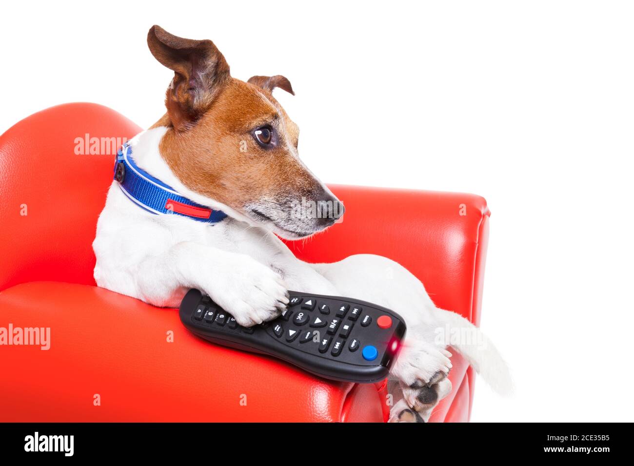 dog tv Foto Stock