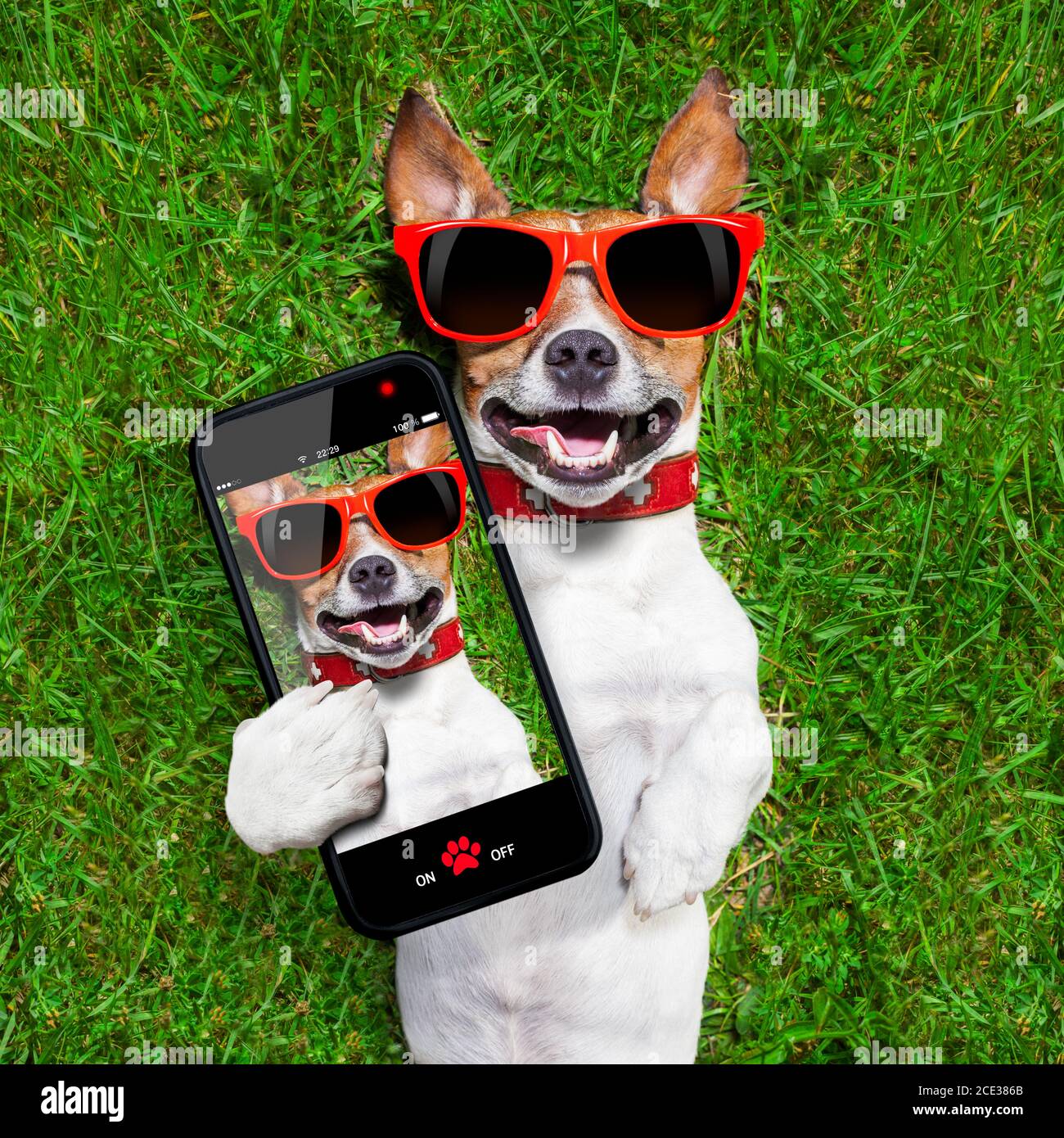 simpatico cane selfie Foto Stock