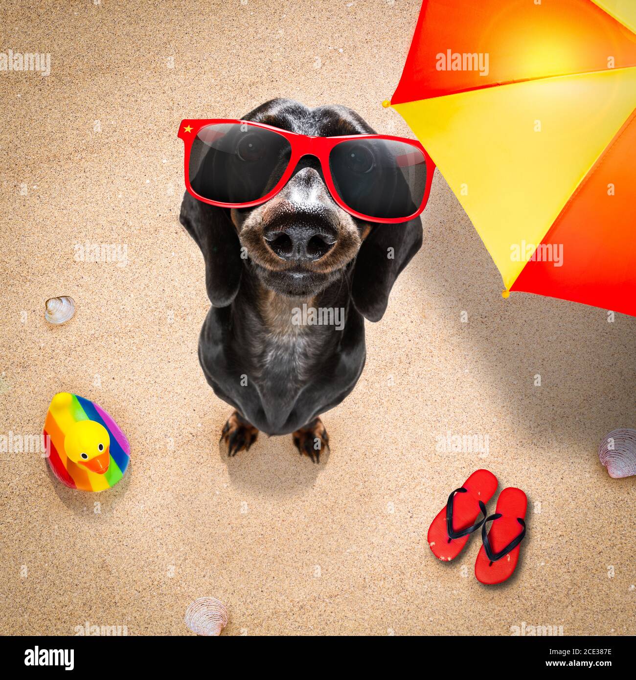 spiaggia estate cane Foto Stock