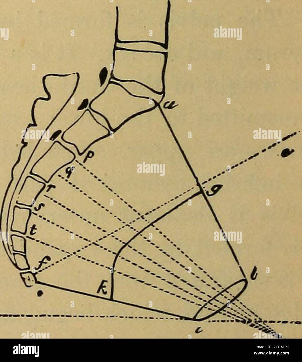 . Un trattato sull'anatomia pratica: Per gli studenti di anatomia e chirurgia. E punta del coccix. Tra i tuberosi dell'ischiaanteria si trova l'arco tepubico, a due piani dai rami di teischia e pube.fig. 60.-IL BACINO. rpi cinienor strait A, diametro antero-posteriore; B B, diametro trasversale; -L XIc oi.4^^x±wi OLIC«,iu C, due diametri obliqui; 1, sacro-iliao legamento; 2, anteriore -i i. JZ o inferiore legamento sacro-sciatico; 3, posteriore o grande meaSURO-sciatico aOOUt 11VOligamento. Inches transverseliand about four inch antero-posteriorly. Il verepelvis è circa quattro e un'ora Foto Stock