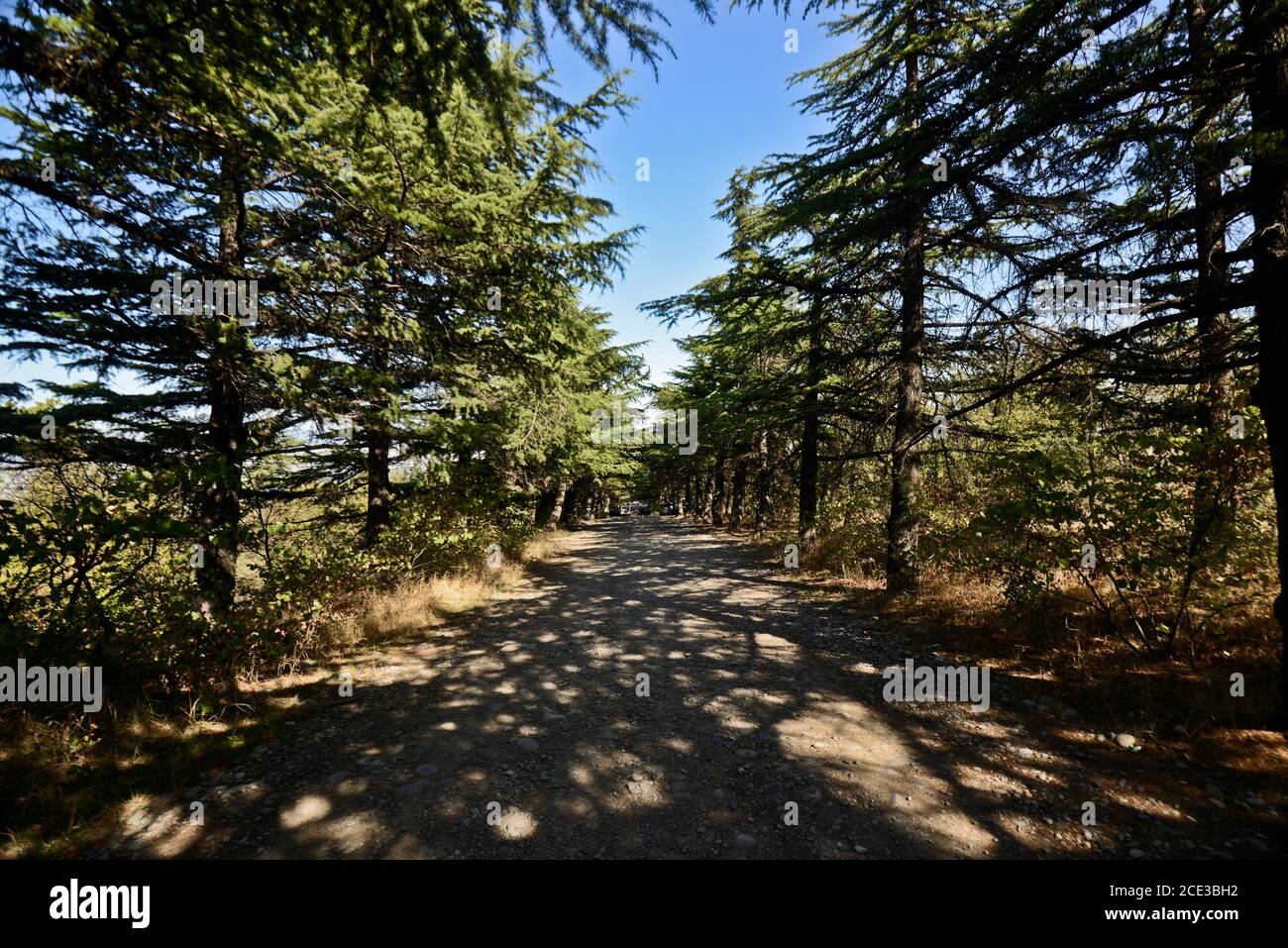 Strada e boschi in cima al Parco Mtatsminda, Tbilisi, Repubblica di Georgia Foto Stock