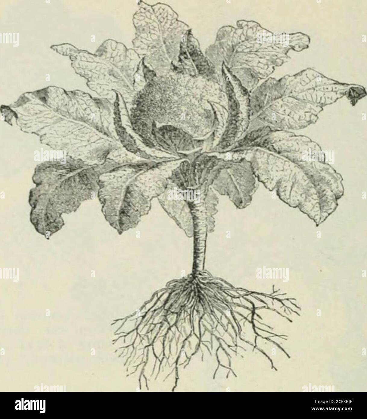 . Piante e loro usi; un'introduzione alla botanica . FiO. 6S.-Savoy Cabbage (B. oleracea, var. Sabattda). Pianta a vicino la crescita degli anni offirst, mostrando il caratteristico blisterallj leaves.much ridotto. (Nicholson.) Fig. 69.-i germogli di Bru.spel (B. oleracea, var. Enuvifera). Pianta a closeof prima crescita delle orecchie. Molto ridotto. (Nicholson.) 70 VARIE PIANTE-CIBO. FK;. 70.-cavolfiore (B. okracea, var. Bolritis). Pianta alla dose di primogenito di crescita, con alcune delle foglie eut di distanza per mostrare il flower-eluster carnoso, compattato. Mueh ridotto. (Baillon.) Foto Stock