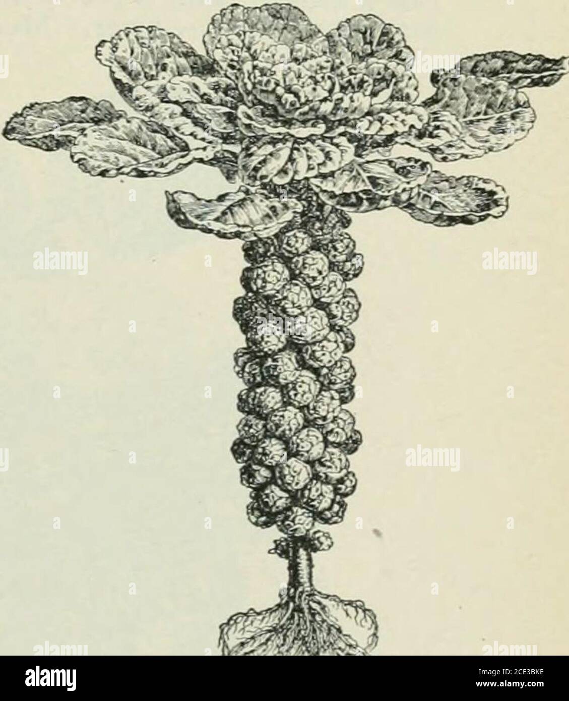 . Piante e loro usi; un'introduzione alla botanica . Fig. 67.-Cabbage comune {B.oleracea, var. Capitata). Plantat chiusura dei primi anni growth.much ridotto. (Nicholson.) II g. 66.-Kohl-rabi (B. oleracea, var. Gongylodes). Fiore di Plantin, molto ridotto. (IBaillon.). FiO. 6S.-Savoy Cabbage (B. oleracea, var. Sabattda). Pianta a vicino la crescita degli anni offirst, mostrando il caratteristico blisterallj leaves.much ridotto. (Nicholson.) Fig. 69.-i germogli di Bru.spel (B. oleracea, var. Enuvifera). Pianta a closeof prima crescita delle orecchie. Molto ridotto. (Nicholson.) 70 VARIE PIANTE-CIBO Foto Stock