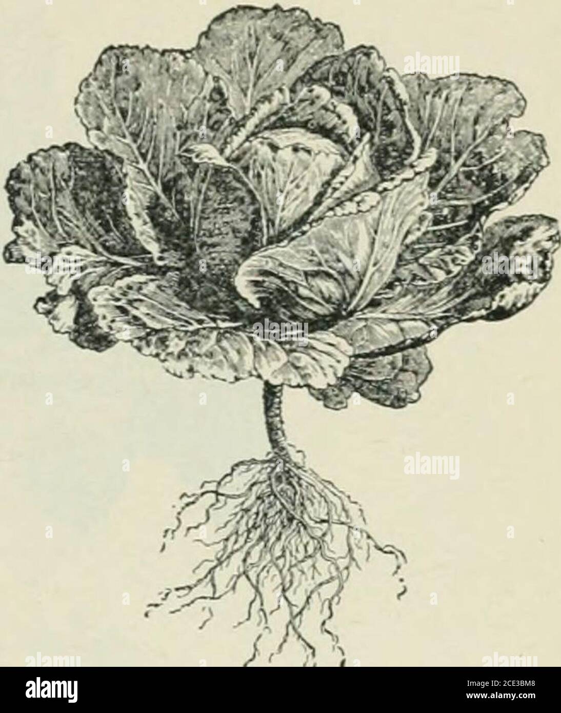 . Piante e loro usi; un'introduzione alla botanica . Fig. 67.-Cabbage comune {B.oleracea, var. Capitata). Plantat chiusura dei primi anni growth.much ridotto. (Nicholson.) II g. 66.-Kohl-rabi (B. oleracea, var. Gongylodes). Fiore di Plantin, molto ridotto. (IBaillon.) Foto Stock