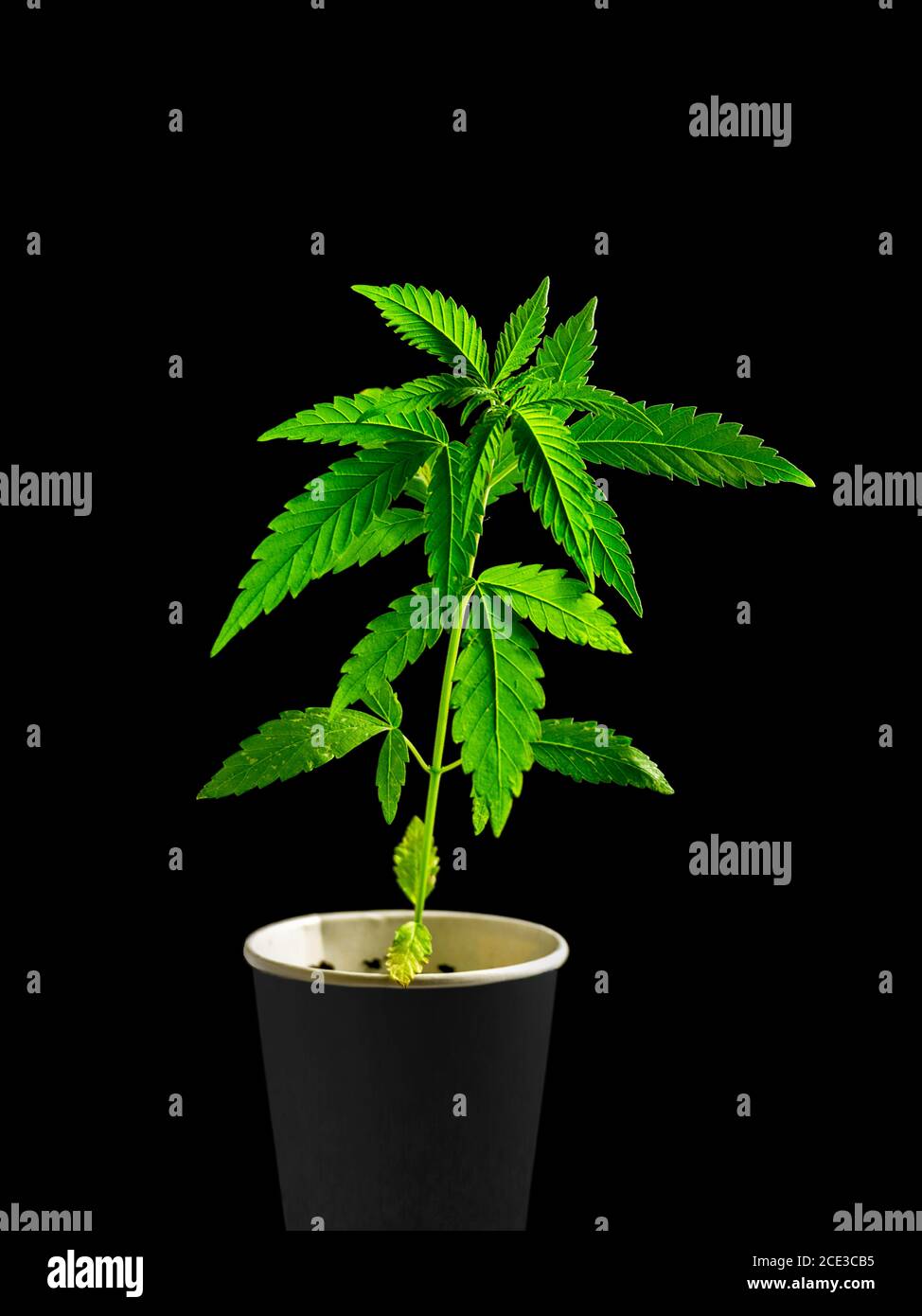 Giovane Cannabis medico pianta da vicino isolato su sfondo nero Foto Stock