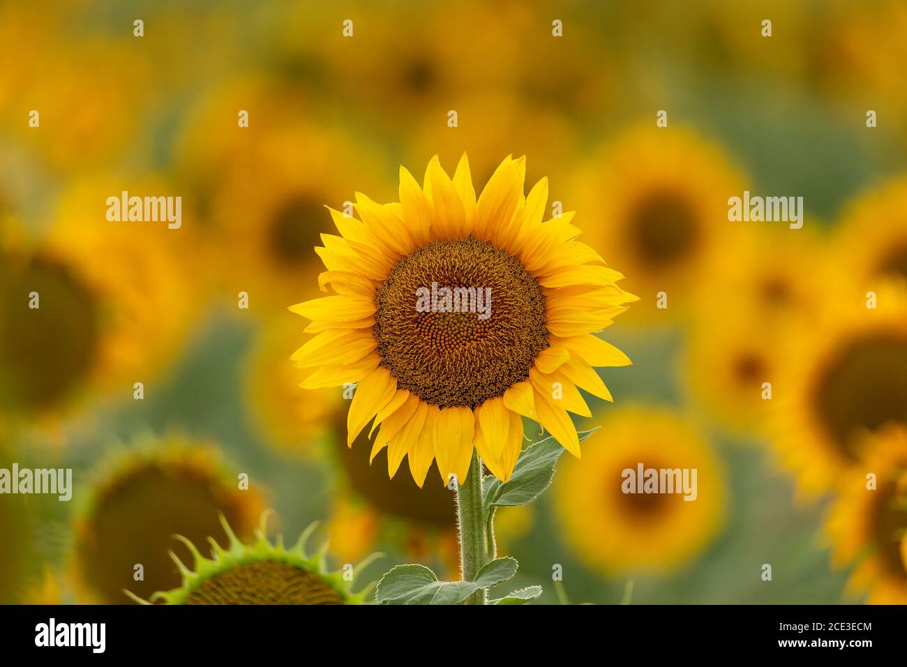 Girasoli in piena fioritura Foto Stock