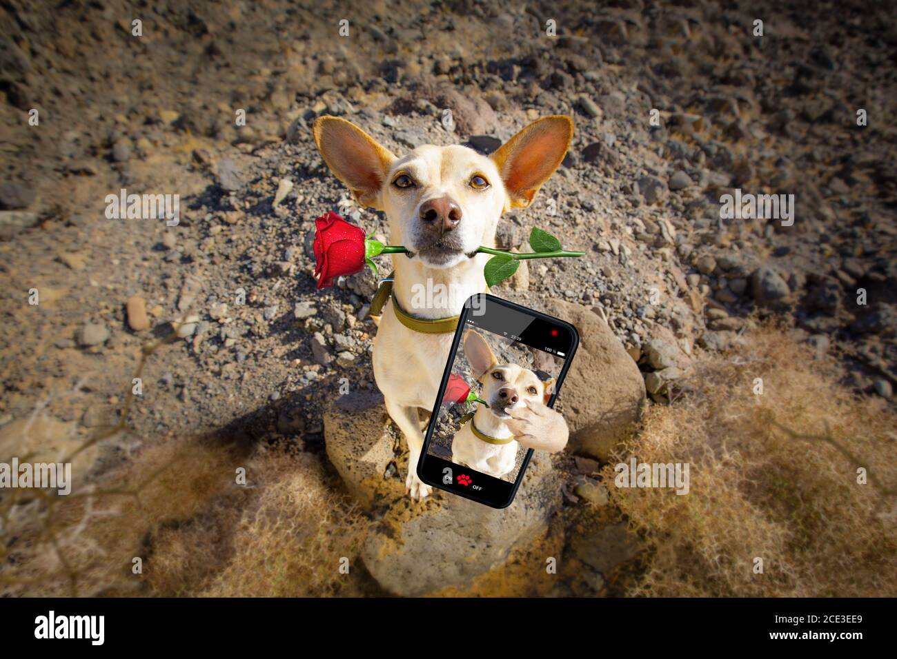 cane pronto ad andare per una passeggiata sulle valentine Foto Stock