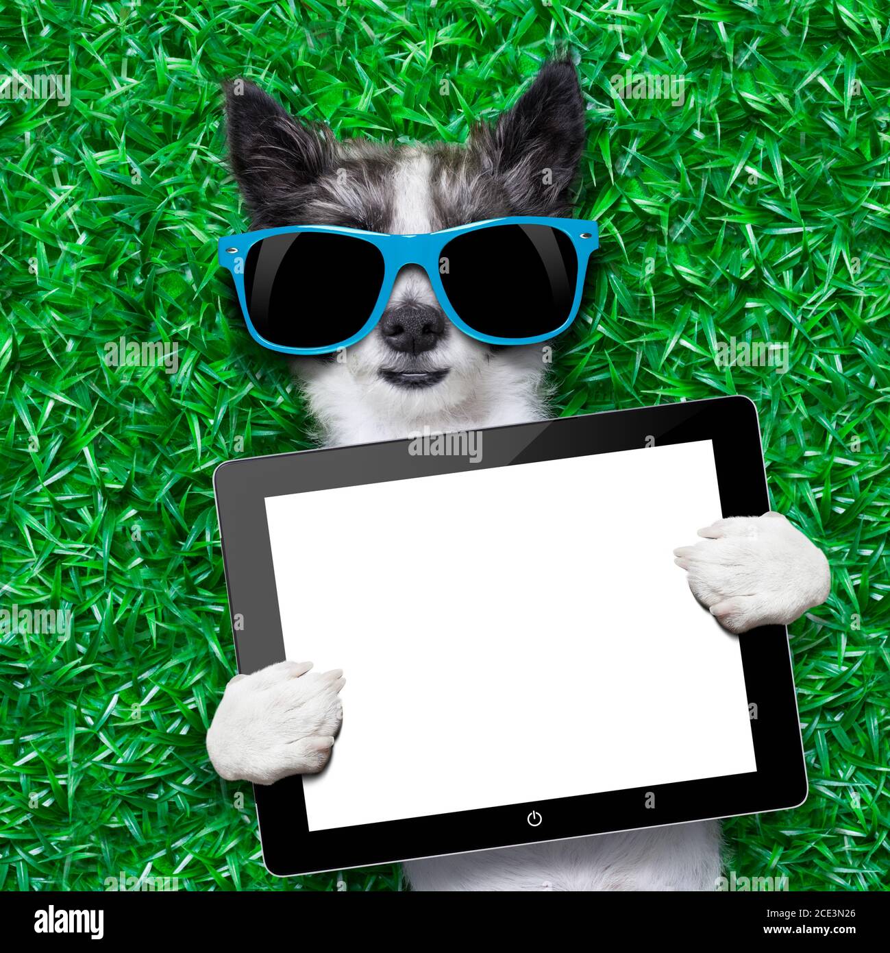 pc tablet dog Foto Stock