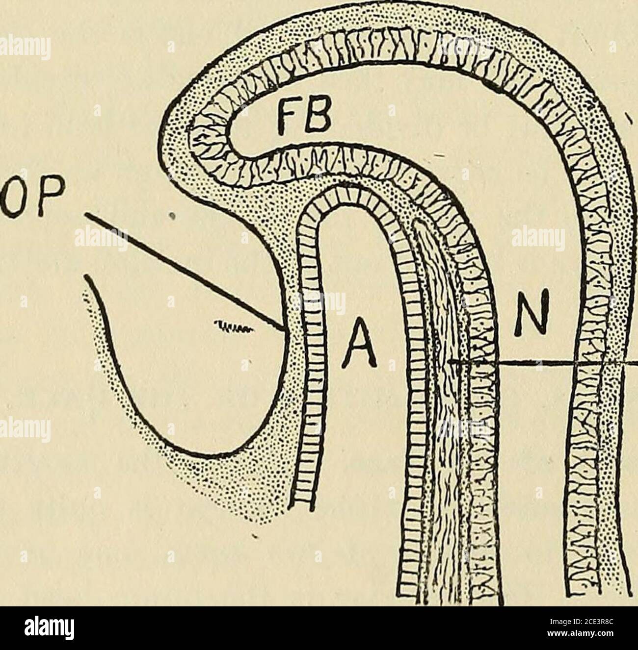 Chirurgia operativa, per studenti e professionisti . Fig. 24 – Sezione  trasversale dell'estremità della testa di un embrione dodici giorni  Vecchio. A, tubo alimentare ; N, tubo neurale ; NC, notochord ;