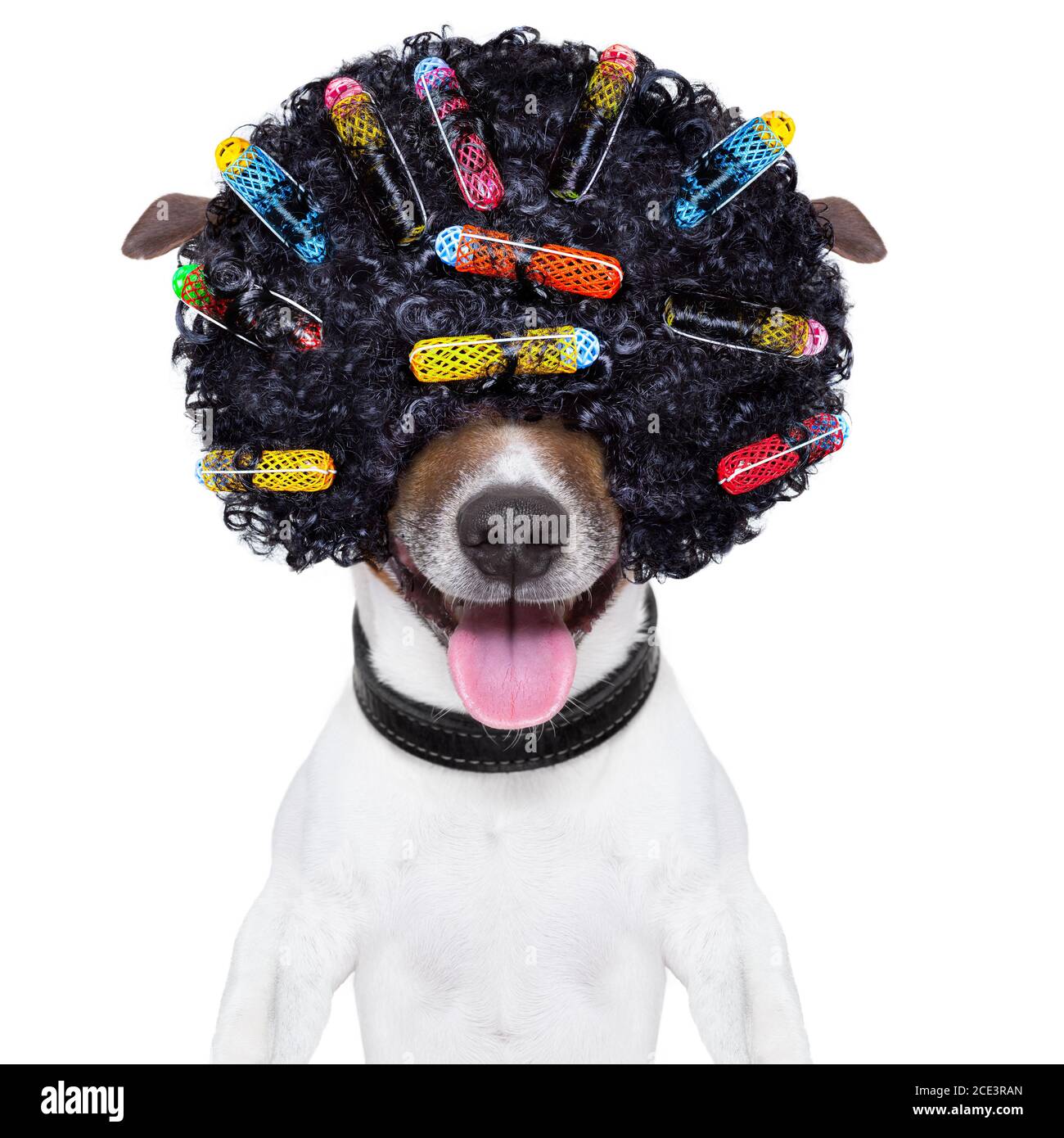 Crazy capelli ricci cane Foto Stock