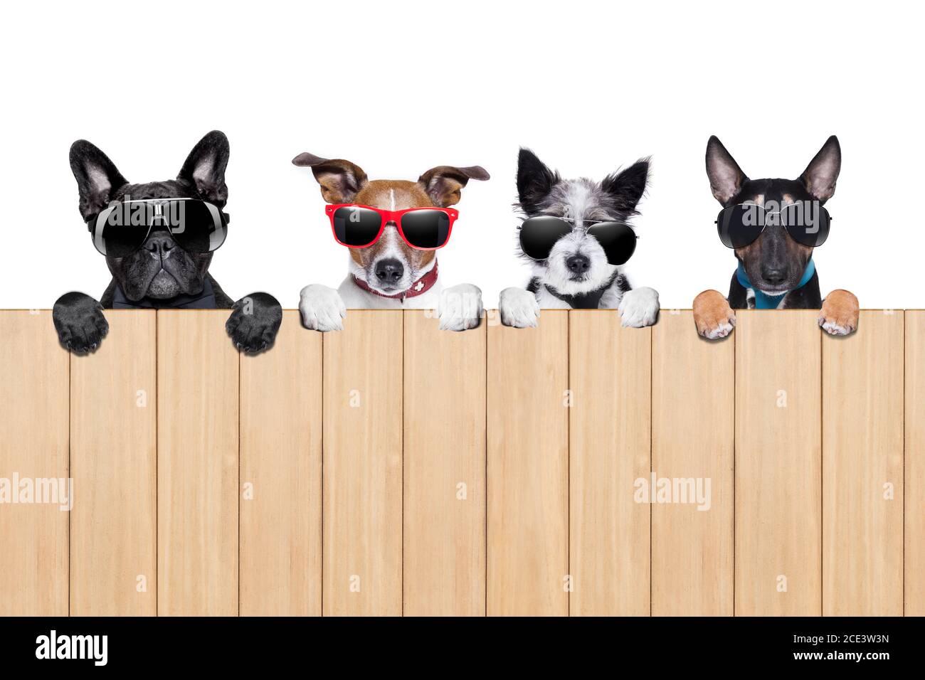 grande fila di cani Foto stock - Alamy
