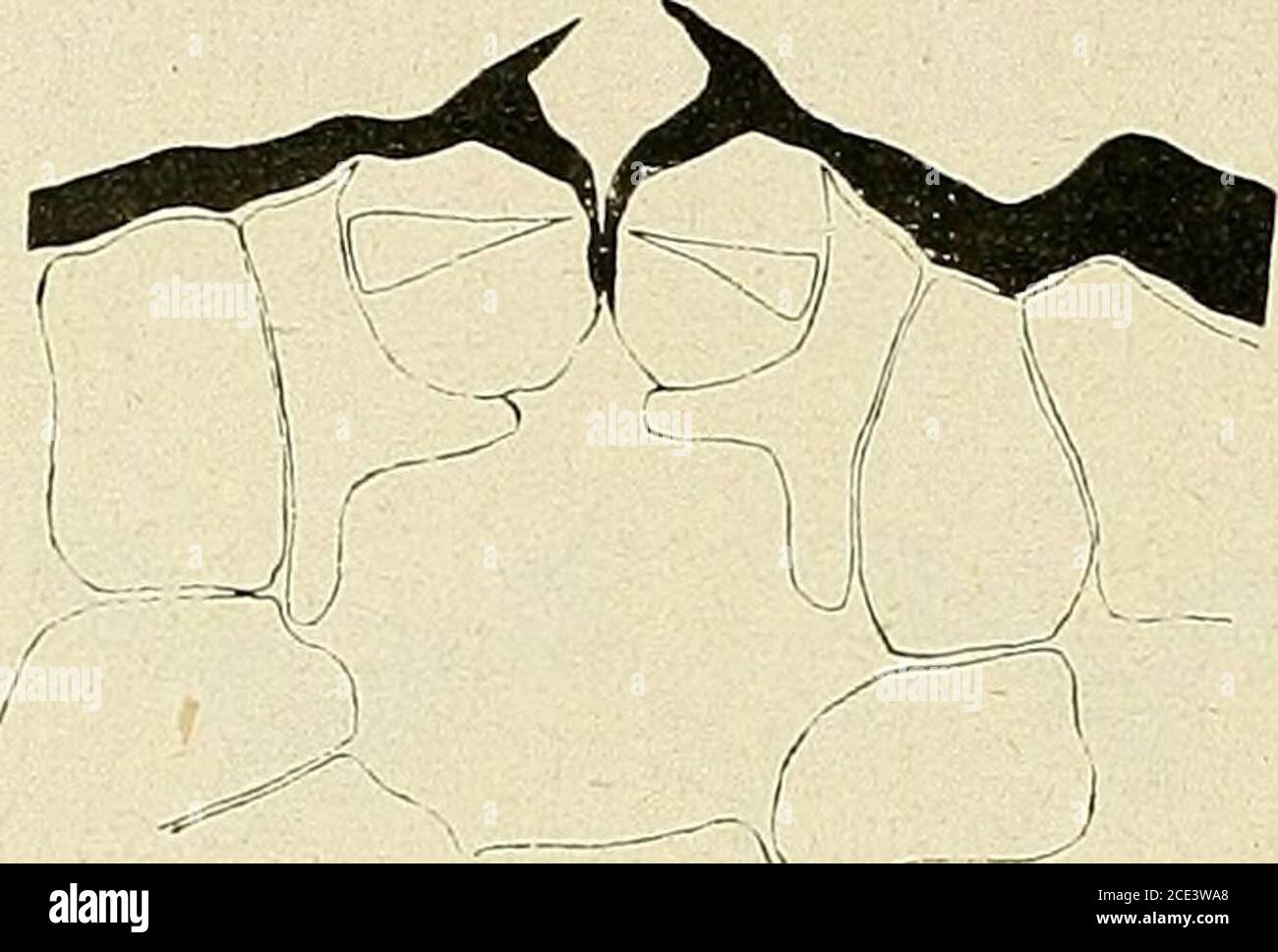 . Bollettino della Société botanique de Genève . Alf. Lendnek. Contribution à létude des falsifications du mat.^ Tnivau.v dechimie alimentaire et digienène, vol.II, cahier 6. Uerne (liUl). 320 BULLETIN DE LA SOCIETE BOTANIQUE DE GENÈVE 70 Jai examiné également plusieurs autres genres et espèces de lafamille des Célastracées, pour pouvoir me rendre compte si les carac-tères intéressants rencontrés chez Evonymm japonica se trouvaientêtre partout constants dans cette famille. EVONYMUS VERRUCOSA Scop. Lemplaire étudié provident de Nijni-Novgorod ; ses stomates pré-sentent les caractères suivants : Foto Stock