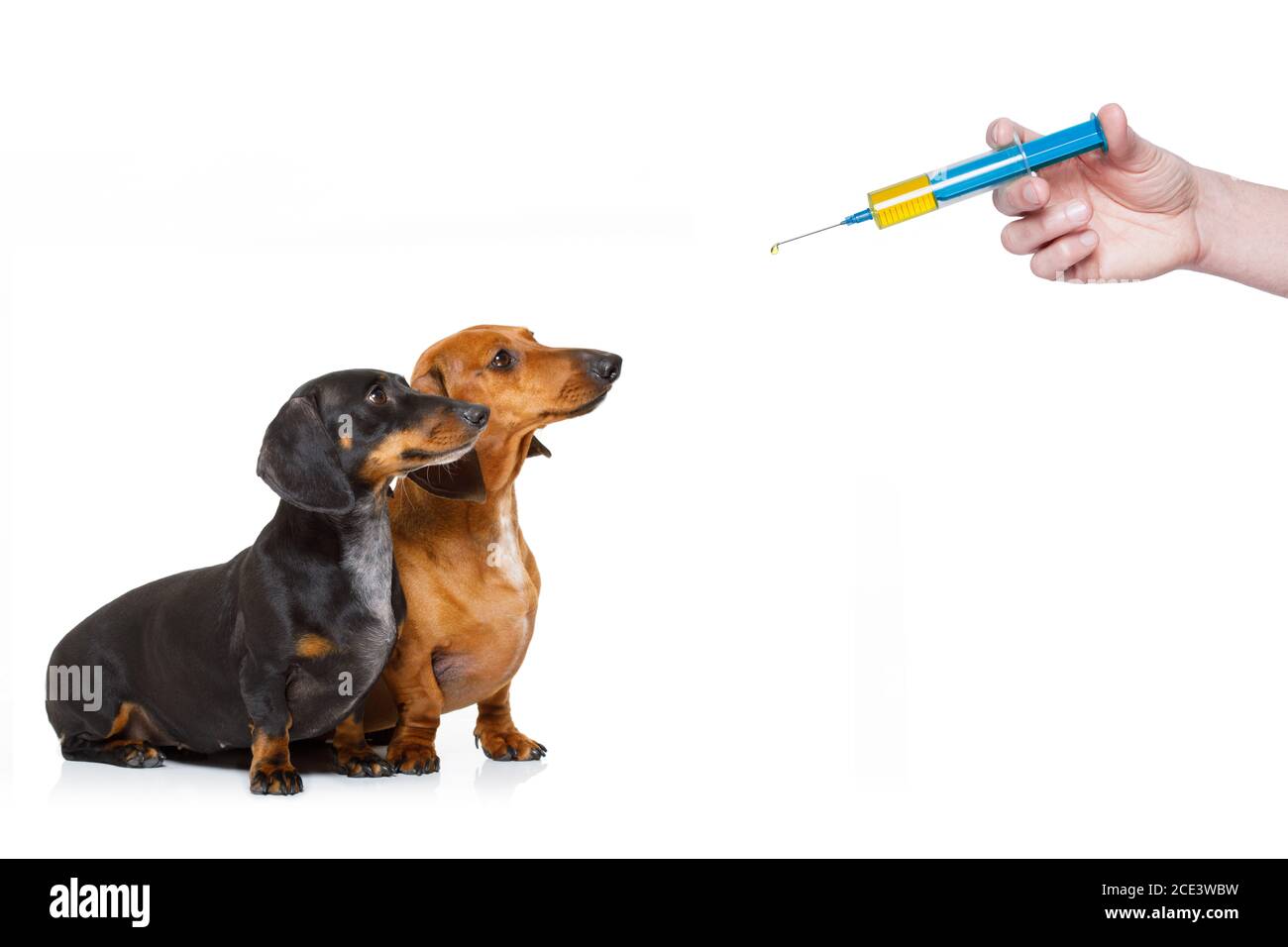 cani malati con malattia e siringa di vaccino Foto Stock