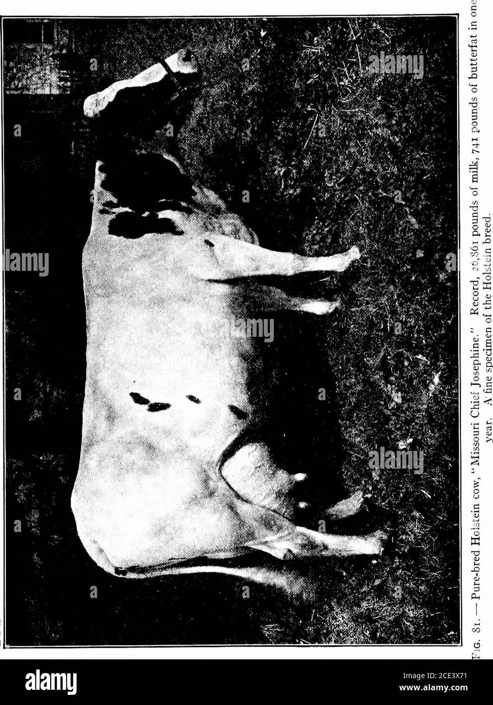 . Agricoltura produttiva . molto giallo e ha grandi fatglobules. Il burro di latte di Guernsey è molto giallo. Seguono le registrazioni di alcune delle principali mucche di Guernsey: Nome di Cow PODMDS DI Mllk POTJUNS BOTTEEFAT Mume Cowan . .... Maggio Rilma . Spotswood Daisy Pearl . 24,008.019.673.018,602.0 1098.18 1073.41 957-38 3. L'Holstein-Friesian a. Origine e Storia. La casa nativehome dei bovini di Holstein, come sono solitamente chiamati negli Stati Uniti, è l'Olanda, nella provincia di Frisia. Per 2000 anni sono stati allevati lì, e sono quindi la più vecchia razza di bestiame. Dal nono c. Foto Stock