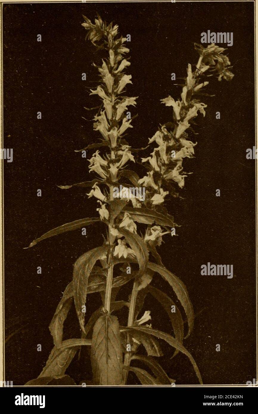 . Fiori selvatici che ogni bambino dovrebbe conoscere : disposti secondo il colore con descrizioni affidabili delle specie più comuni degli Stati Uniti e del Canada. ts non avrebbe mai abbellito i nostri prati erbosi con tanto pro-fusione come siamo ogni anno privilegiati di godere. Theslender, stallone di diffusione forma un denso ciuffo di foglie piccole, da cui un greenstem fragile, scarsamente ramificato sale da tre a sette pollici di altezza. Thetiny, foglie senza denti sono generalmente oblunghe in shape.The basal sono più larghe verso l'estremità e arenarrowed in steli corti. Alcuni più piccoli sono il gambo di claspthe in opposi Foto Stock