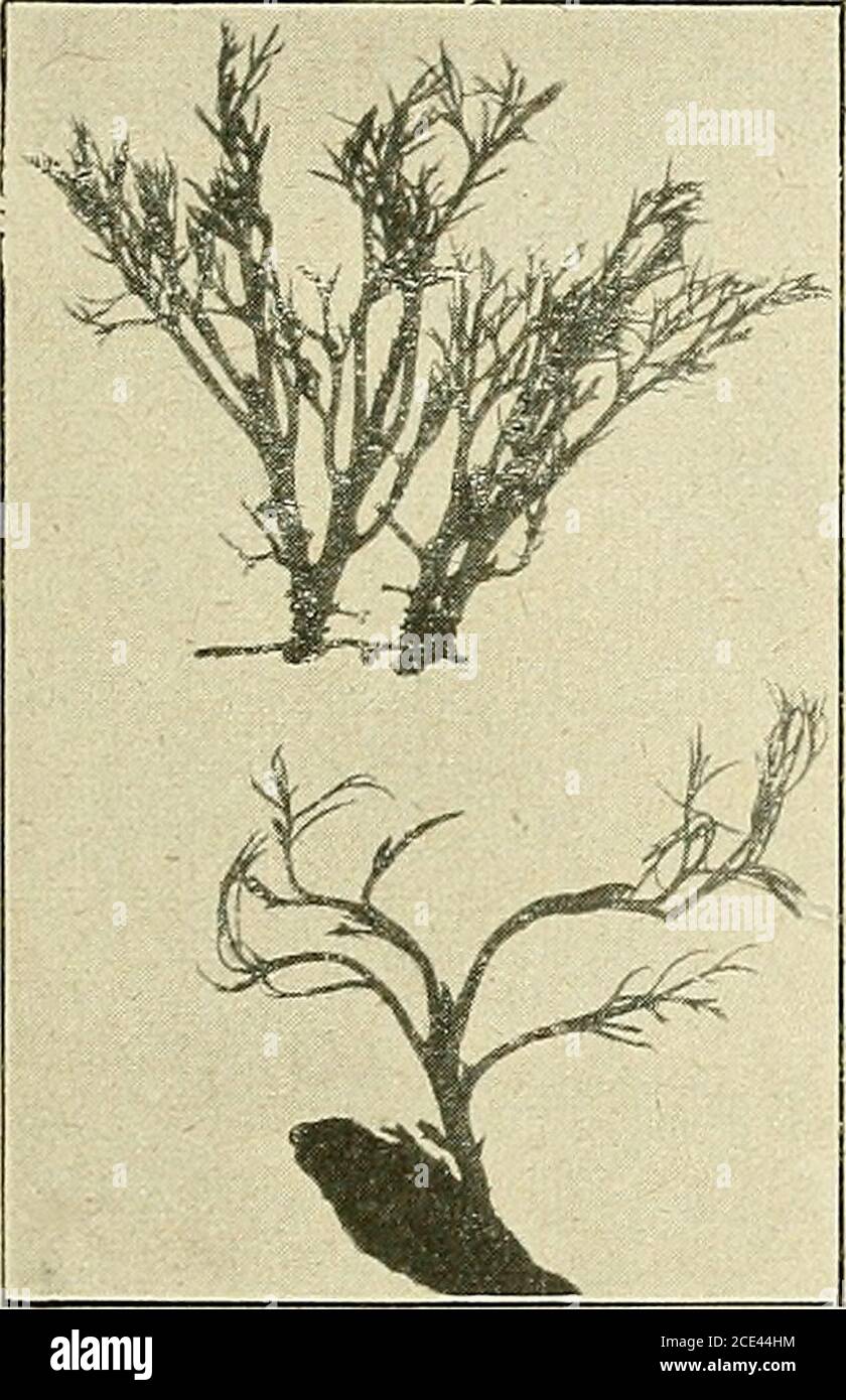 . Bulletin de la Société botanique de Genève . milien Podostemaceœ, Aft. I-VI, a Vidensk. Selchi. Skrifter,6n&gt;e série, 1 e II, in vol. II (1881); III, in IV (1888); IV, in VII (1891); V, in IX (1899); VI, in XI (1901). ^ Gœbel, Pftanzenhioloçj. Schillderungen II (1889), 331. (225) R. CIIODAT. LA VEGETATION DU PAHAGUAY 179 racine adventive qui naît au-dessous des cotylédons et qui est peut-être lorigine de tout le reste (cf. Willis^ I. c. es. Velenovsky, 390, fig. 245). à en juger par les figures, entre les cotylédonsse développe un fleuille qui, peut-être, se continue et Foto Stock