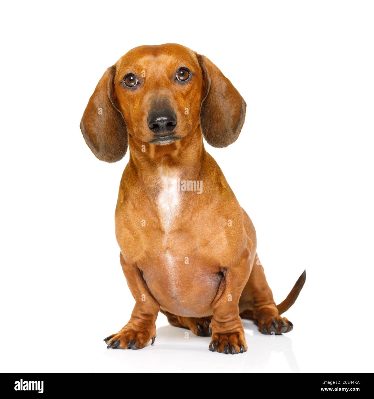 dachshund seduto o cane salsiccia Foto Stock