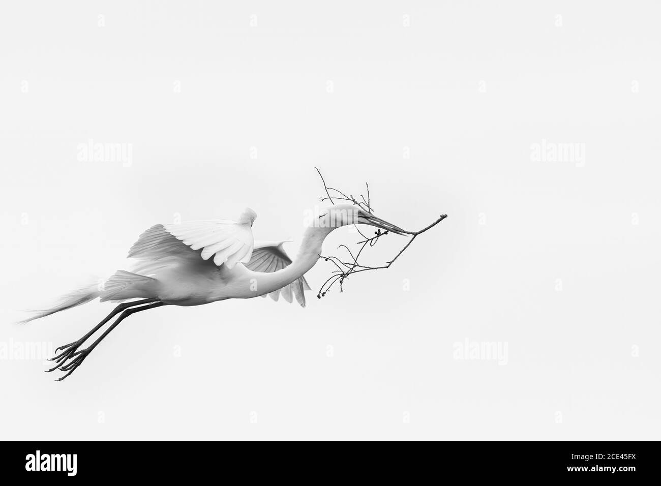 Airone bianco maggiore in volo con materiale di nesting Foto Stock